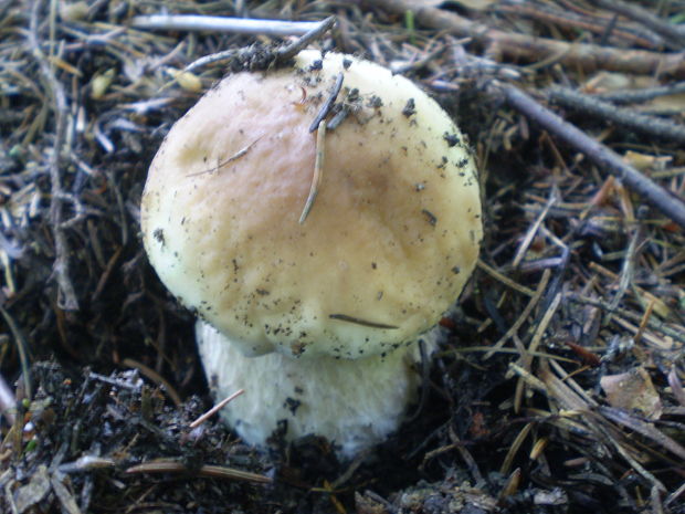 hríb smrekový Boletus edulis Bull.