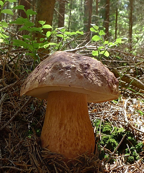 hríb sosnový Boletus pinophilus Pil. et Dermek in Pil.