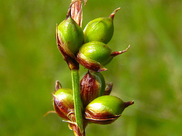 ostrica drobná Carex supina Willd. ex Wahlenb.