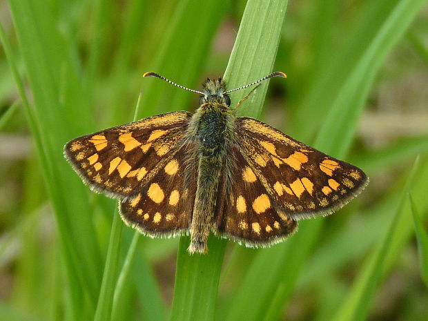 súmračník skorocelový  Carterocephalus palaemon