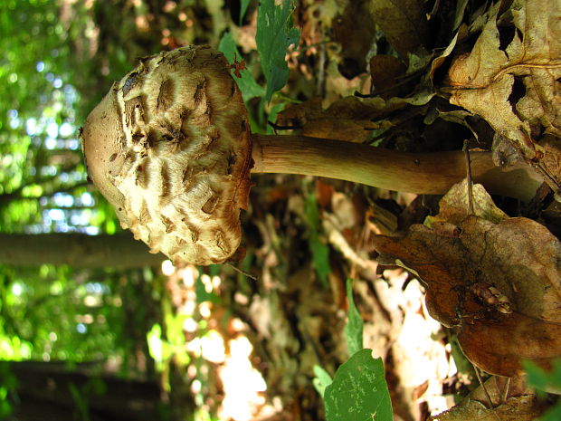 bedľa červenejúca Chlorophyllum rachodes (Vittad.) Vellinga