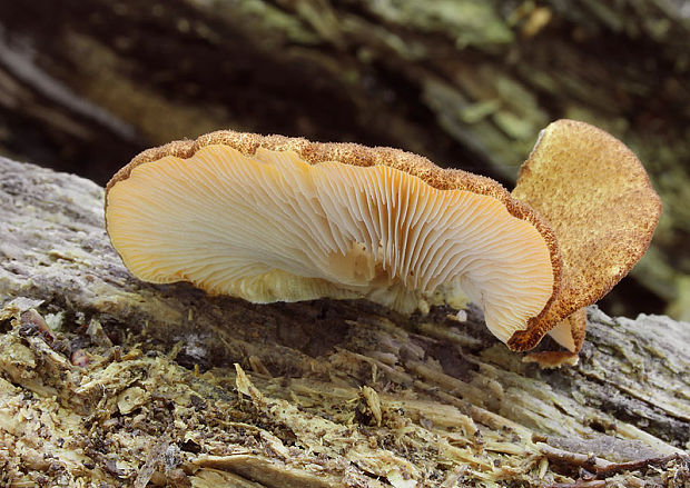 pahliva šafranová Crepidotus crocophyllus (Berk.) Sacc.