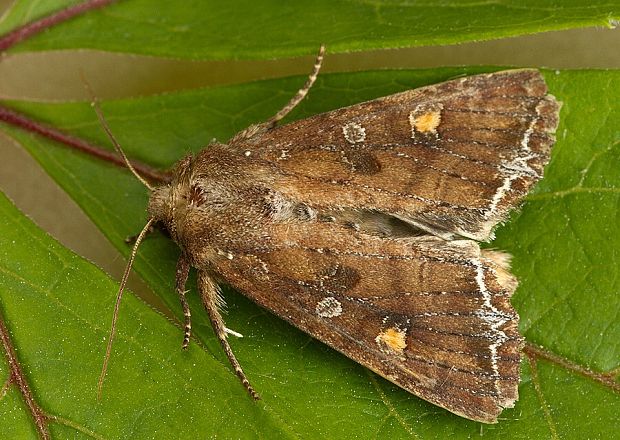 mora kelová Lacanobia oleracea