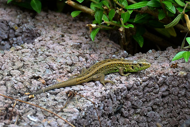 jašterica krátkohlavá Lacerta agilis