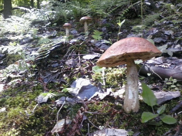 kozák Leccinum aerugineum (Fr.) Lannoy & Estadès