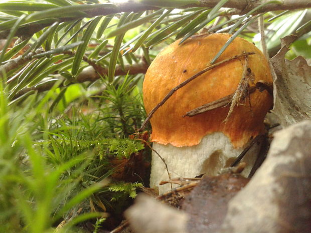 kozák osikový Leccinum albostipitatum den Bakker & Noordel.