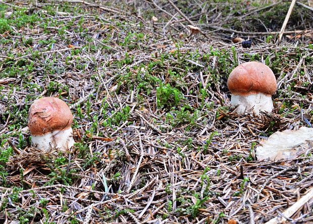 kozák smrekový Leccinum piceinum Pilát & Dermek