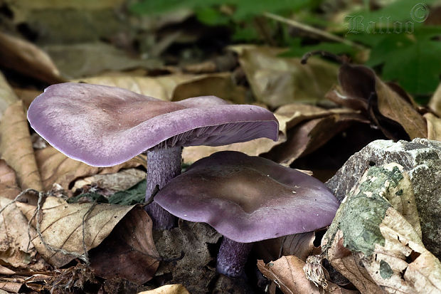 pôvabnica fialová Lepista nuda (Bull.) Cooke