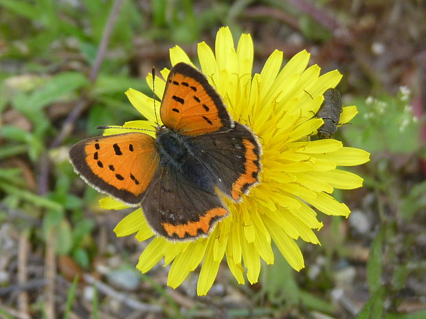 ohniváčik čiernokrídly Lycaena phlaeas