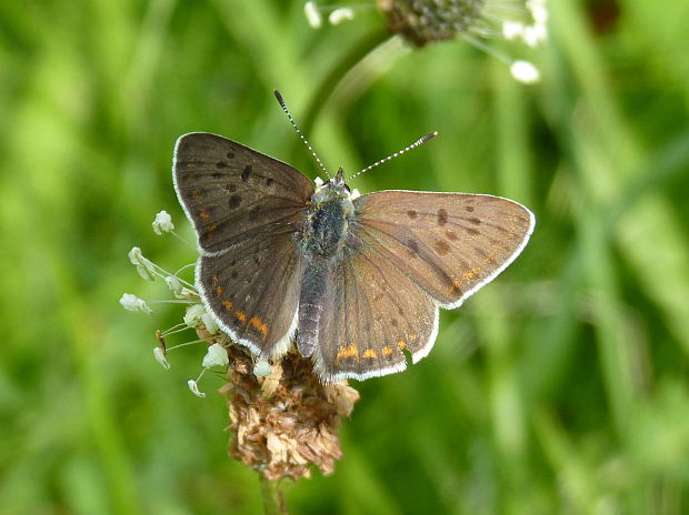 ohniváčik čiernoškvrnný  Lycaena tityrus