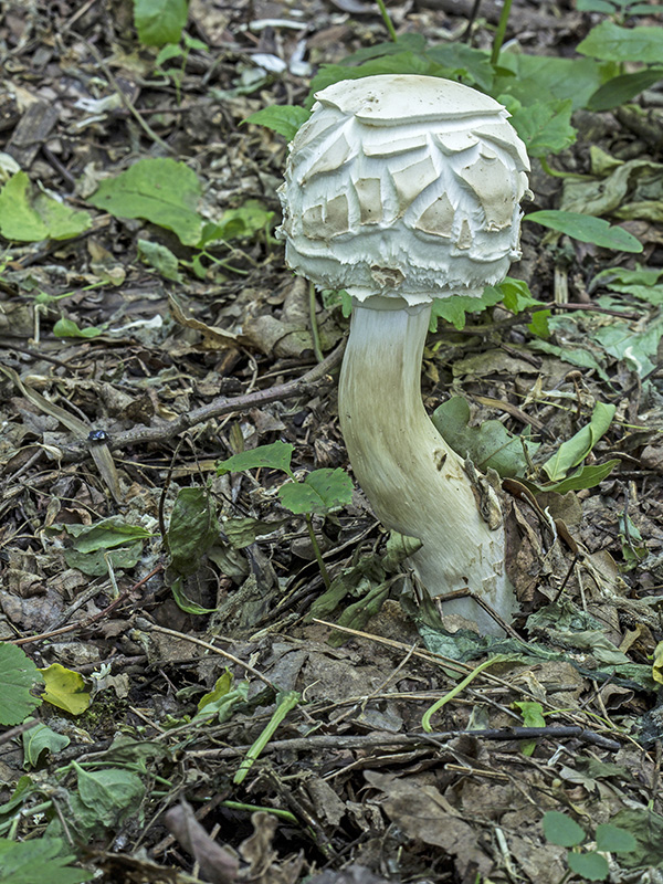 bedľa Macrolepiota sp.