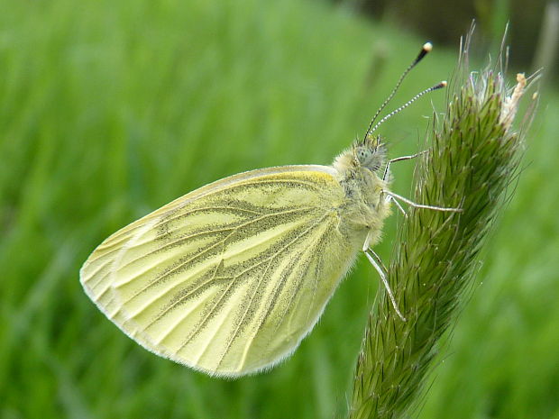 mlynárik repkový Pieris napi