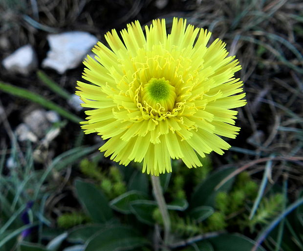 chlpánik obyčajný Pilosella officinarum F. W. Schultz et Sch. Bip.