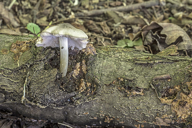 štítovka Pluteus sp.