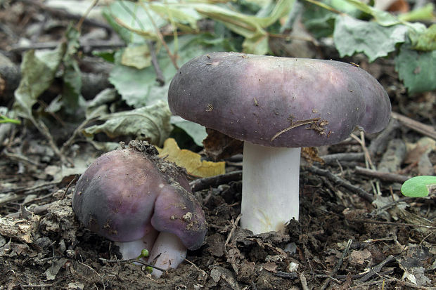 plávka strakatá Russula grisea Fr.