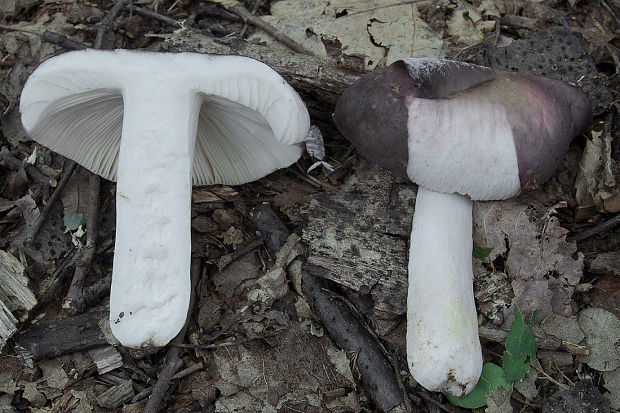 plávka strakatá Russula grisea Fr.