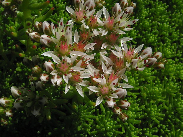 rozchodník lýdijský Sedum lydium Boiss