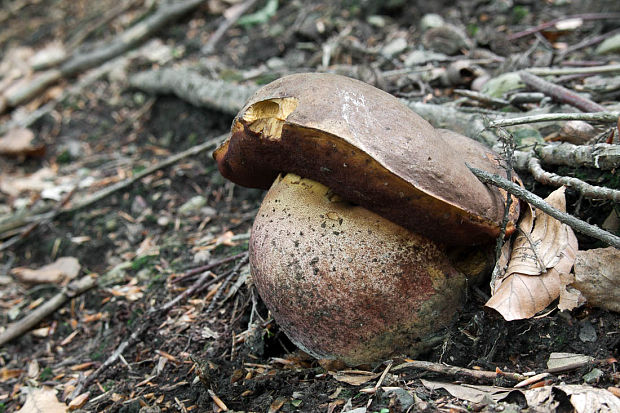 hríb zrnitohlúbikový Sutorius luridiformis (Rostk.) G. Wu & Zhu L. Yang