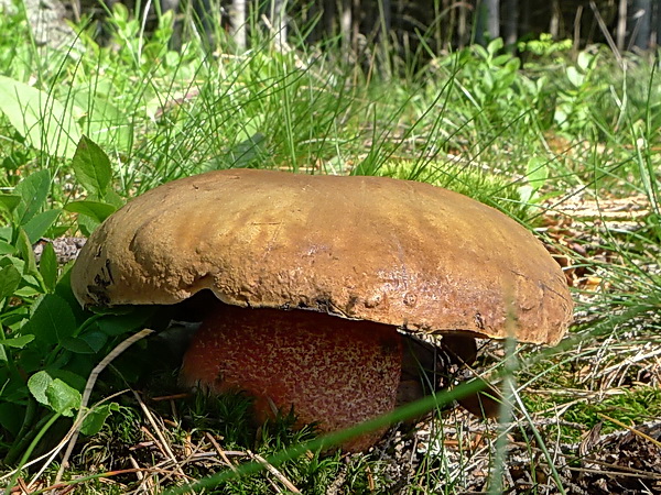 hríb zrnitohlúbikový Sutorius luridiformis (Rostk.) G. Wu & Zhu L. Yang