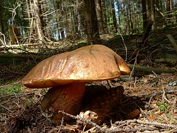 hríb zrnitohlúbikový Sutorius luridiformis (Rostk.) G. Wu & Zhu L. Yang