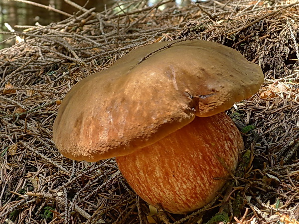 hríb zrnitohlúbikový Sutorius luridiformis (Rostk.) G. Wu & Zhu L. Yang