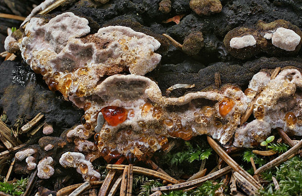 pevnica škridlicovitá Amylostereum areolatum (Chaillet ex Fr.) Boidin