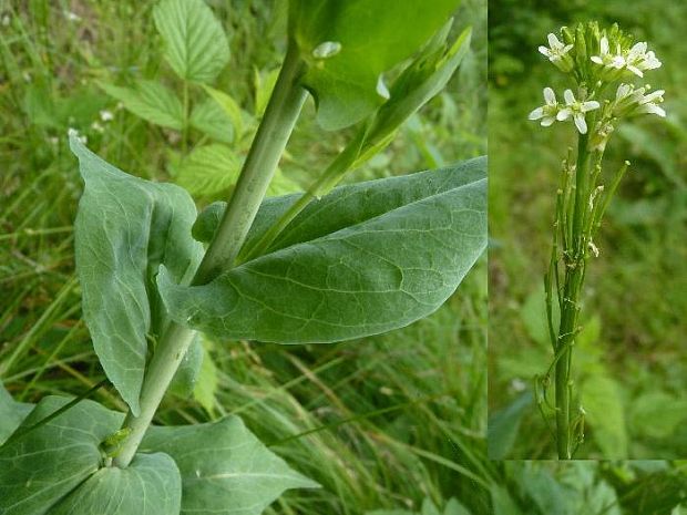 arábka strmobyľová Arabis glabra (L.) Bernh.