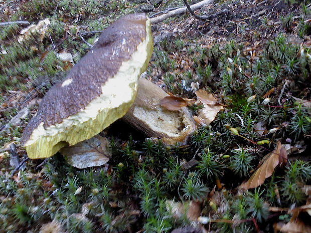 hríb smrekový Boletus edulis Bull.