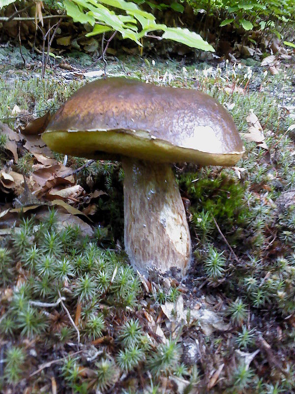 hríb smrekový Boletus edulis Bull.