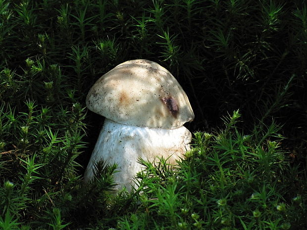 hríb smrekový Boletus edulis Bull.