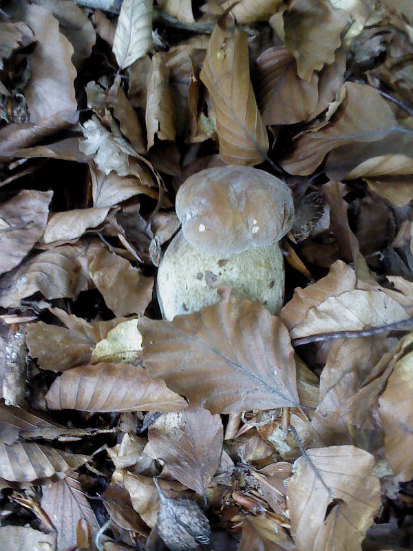 hríb dubový Boletus reticulatus Schaeff.