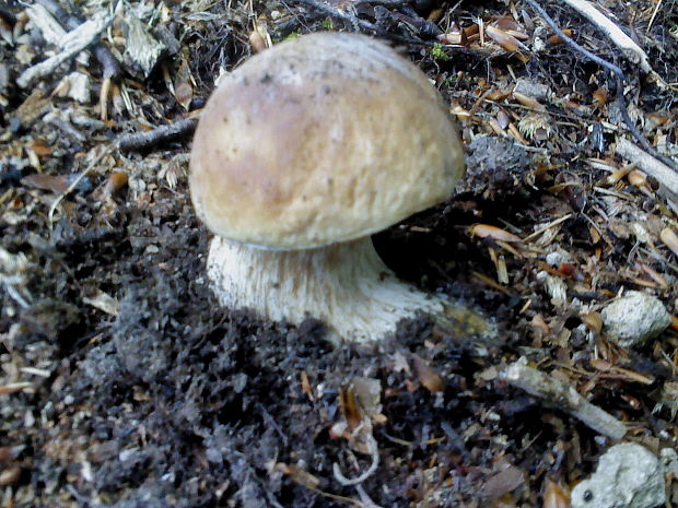 hríb dubový Boletus reticulatus Schaeff.