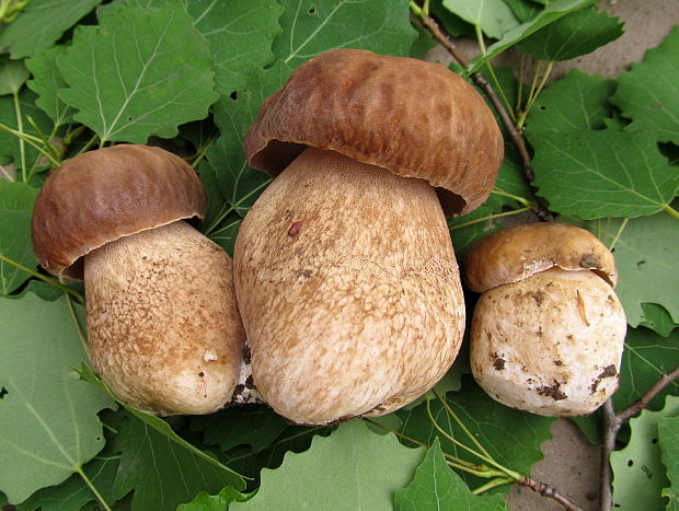 hríb dubový Boletus reticulatus Schaeff.