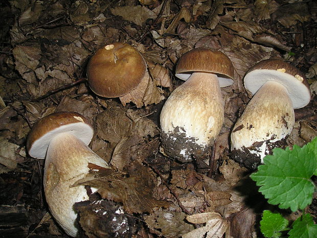 hríb dubový Boletus reticulatus Schaeff.