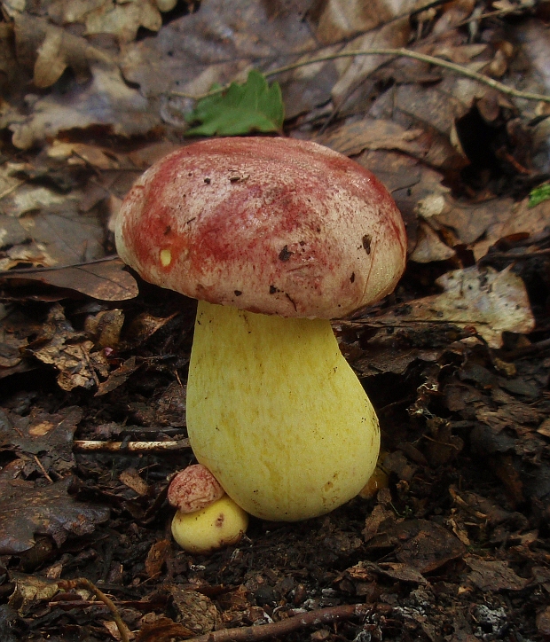 hríb kráľovský Butyriboletus regius (Krombh.) D. Arora & J.L. Frank