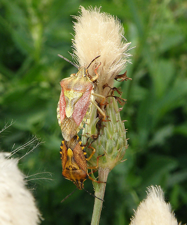 bzdocha rohatá / kněžice rohatá Carpocoris fuscispinus Boheman, 1850