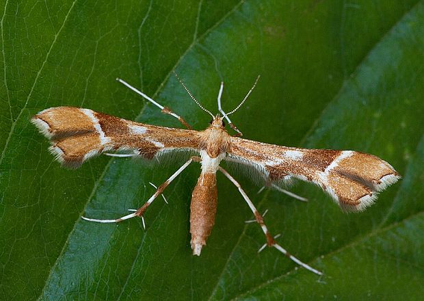 pierkavec šípkový Cnaemidophorus rhododactyla