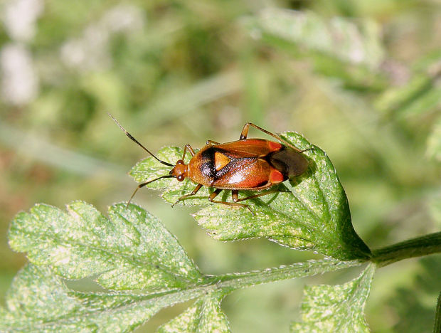 bzdôška premenlivá / klopuška měnlivá Deraeocoris ruber Linnaeus, 1758