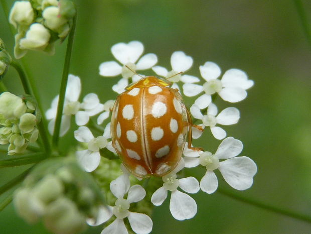 lienka  Halyzia sedecimguttata