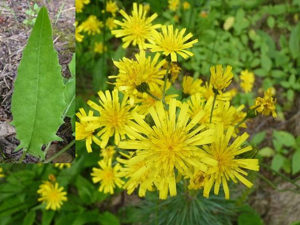 jestřábník  Hieracium sp.