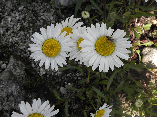 margaréta horská Leucanthemum gaudinii