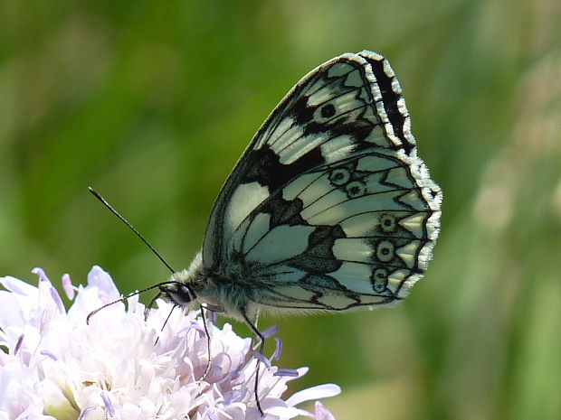 očkáň timotejkový Melanargia galathea