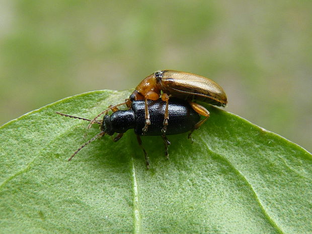 Orsodacne cerasi