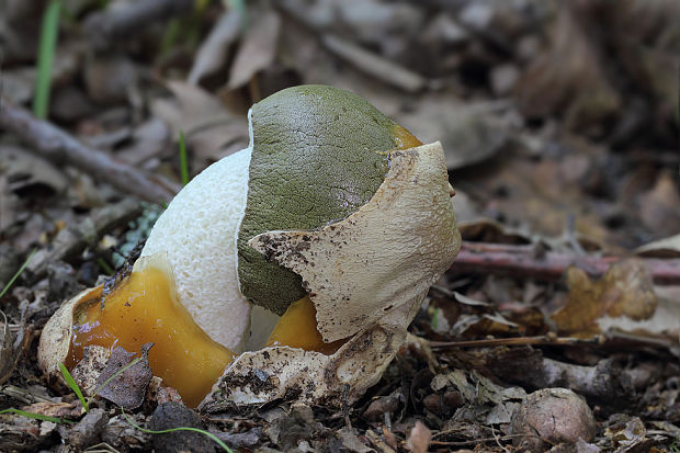 hadovka smradľavá Phallus impudicus L.