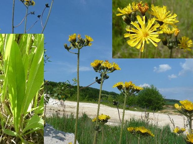 chlpánik Pilosella sp.