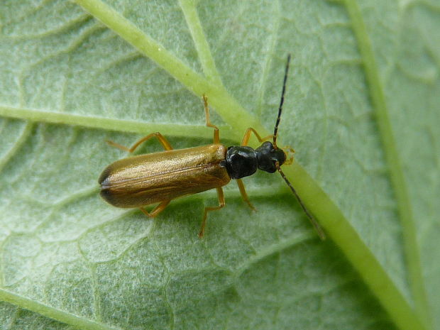 snehulčík  Rhagonycha lignosa