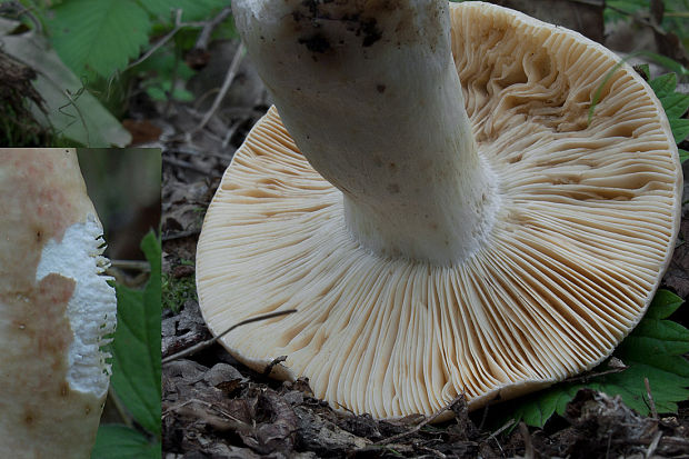 plávka škvrnitá Russula maculata Quél.