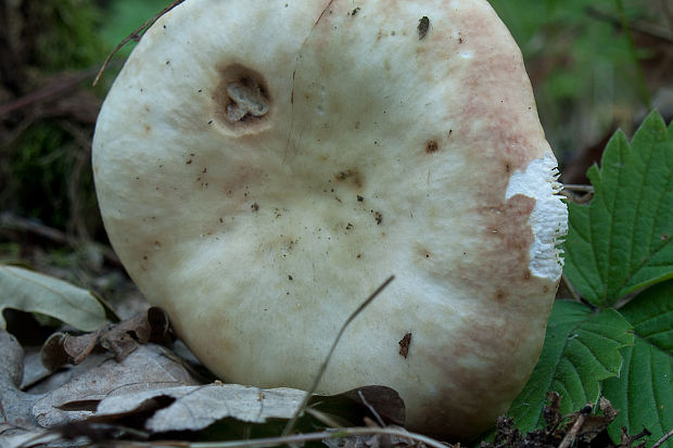 plávka škvrnitá Russula maculata Quél.