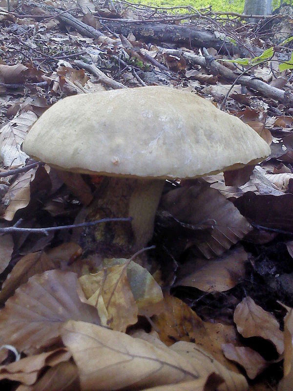 hríb zrnitohlúbikový Sutorius luridiformis (Rostk.) G. Wu & Zhu L. Yang