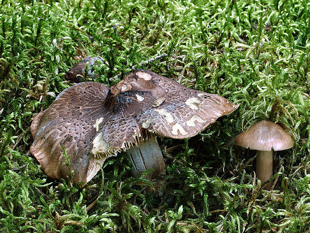 čírovka Tricholoma pseudonictitans Bon